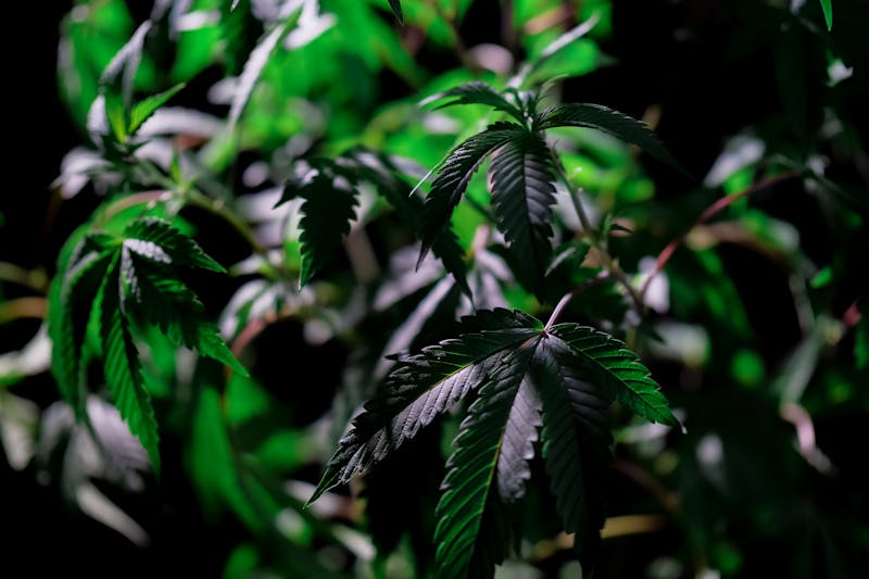 Cannabis Medicinal e Qualidade de Vida: Casos e Evidências